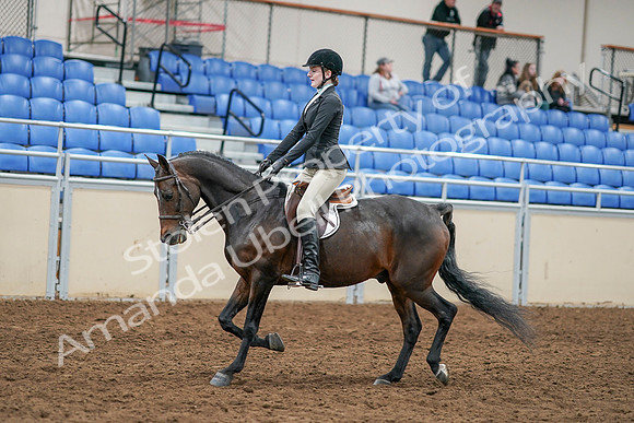 2020 - AB Morgan Horse - Sat, Sept 05 - 14219