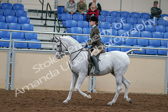 2020 - AB Morgan Horse - Sat, Sept 05 - 14449