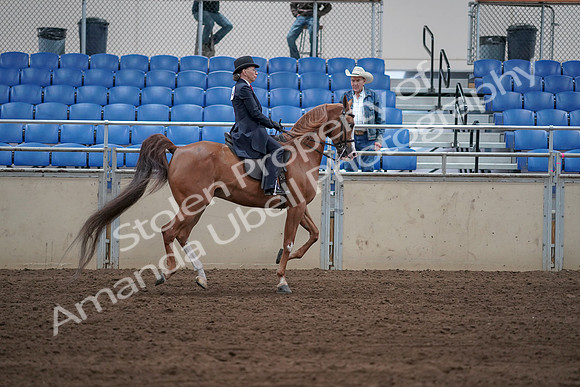 2019 Morgan Horse Show - Sept 01, 2019 - 12030