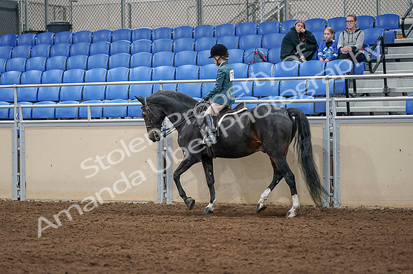 2020 - AB Morgan Horse - Fri, Sept 04 - 07739
