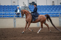 2019 Morgan Horse Show - Sept 01, 2019 - 11891