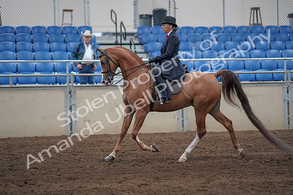 2019 Morgan Horse Show - Sept 01, 2019 - 11891