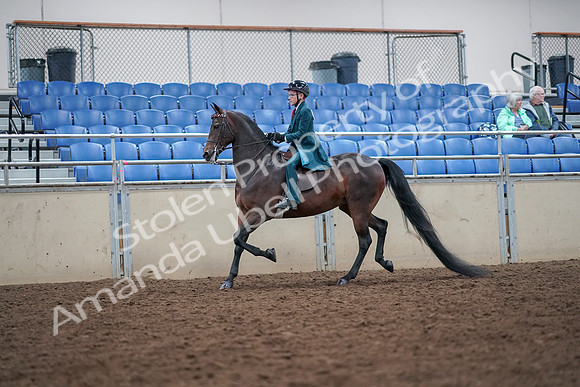 2019 Morgan Horse Show - Aug 30, 2019 - 17892