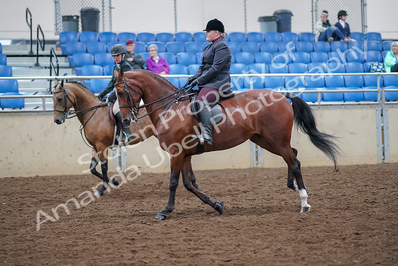 2019 Morgan Horse Show - Aug 30, 2019 - 20526