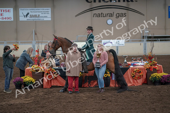 2019 Morgan Horse Show - Sept 01, 2019 - 13434