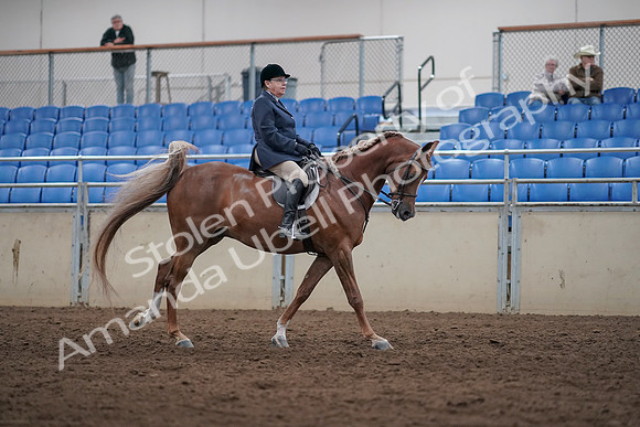 2019 Morgan Horse Show - Sept 01, 2019 - 08789