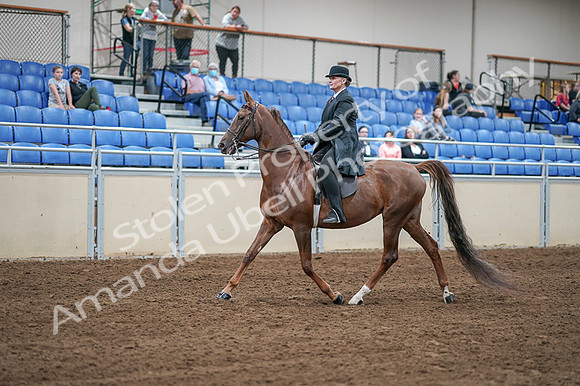 2020 - AB Morgan Horse - Fri, Sept 04 - 07930