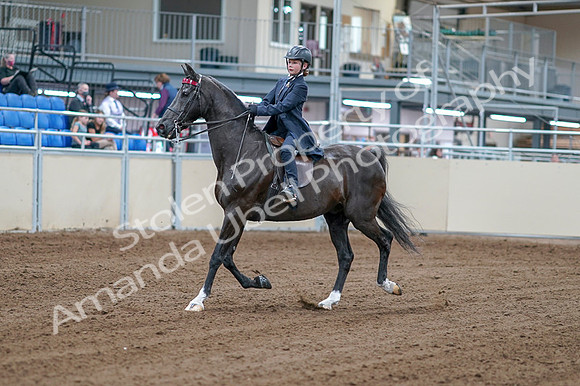 2020 - AB Morgan Horse - Fri, Sept 04 - 06973