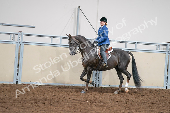 2020 - AB Morgan Horse - Sat, Sept 05 - 05000