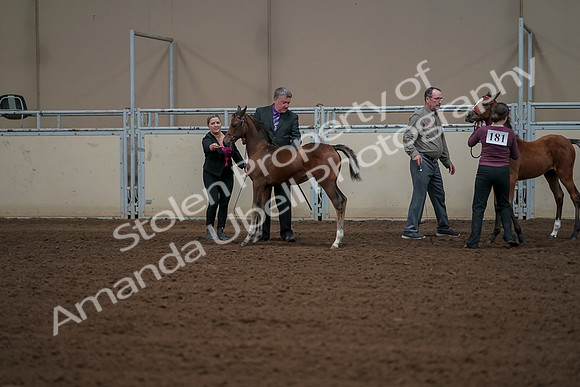 2019 Morgan Horse Show - Aug 30, 2019 - 24917
