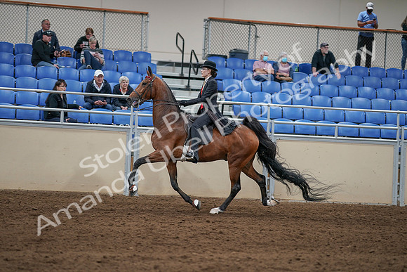2020 - AB Morgan Horse - Sat, Sept 05 - 06742
