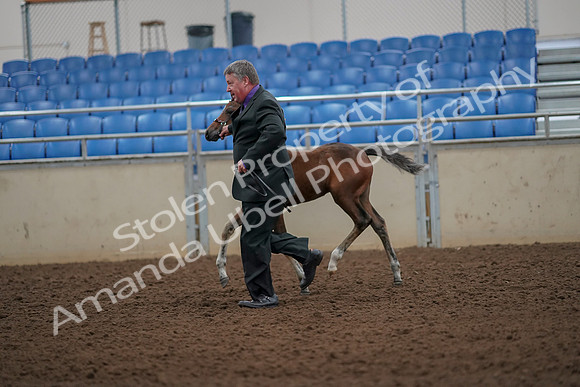 2019 Morgan Horse Show - Aug 30, 2019 - 24664