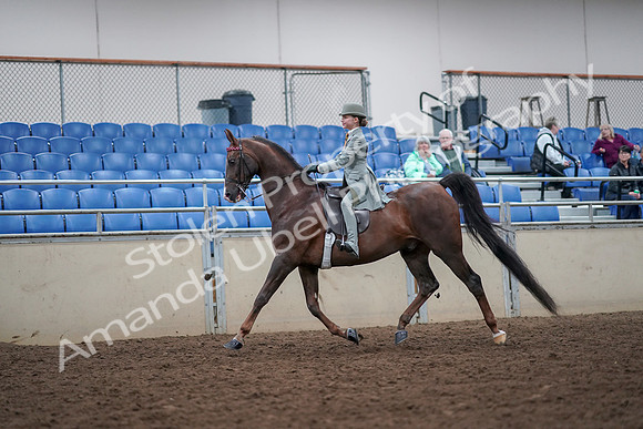 2019 Morgan Horse Show - Aug 30, 2019 - 17776