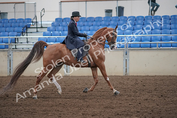 2019 Morgan Horse Show - Sept 01, 2019 - 12083