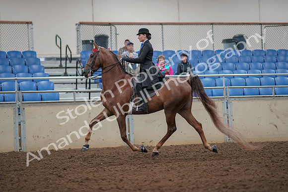 2019 Morgan Horse Show - Aug 30, 2019 - 25135