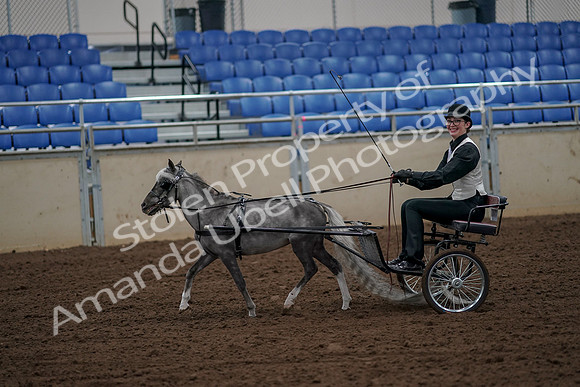 2019 Morgan Horse Show - Aug 30, 2019 - 13149