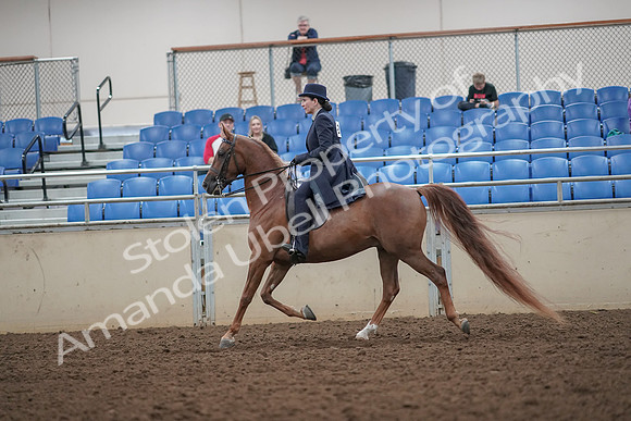 2019 Morgan Horse Show - Aug 30, 2019 - 26785