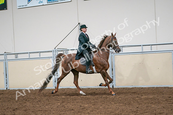 2020 - AB Morgan Horse - Fri, Sept 04 - 08098