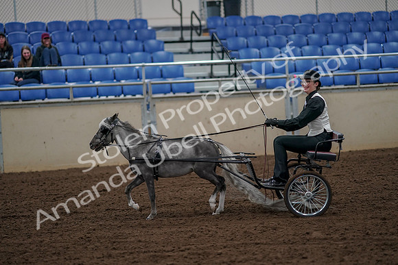 2019 Morgan Horse Show - Aug 30, 2019 - 13156