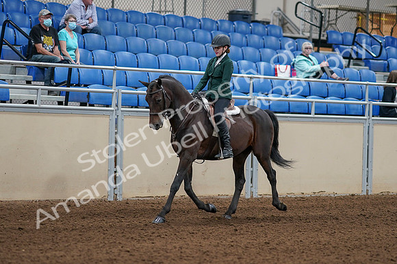 2020 - AB Morgan Horse - Fri, Sept 04 - 03939
