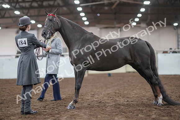 2019 Morgan Horse Show - Aug 31, 2019 - 01954