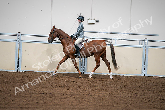 2020 - AB Morgan Horse - Fri, Sept 04 - 03048