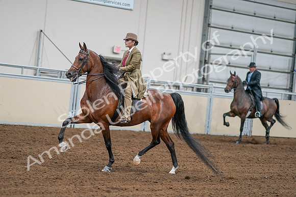 2020 - AB Morgan Horse - Sat, Sept 05 - 07987