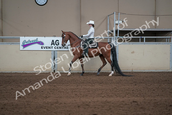 2019 Morgan Horse Show - Sept 01, 2019 - 06950