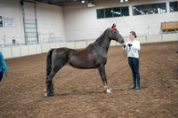 2020 - AB Morgan Horse - Sat, Sept 05 - 00634
