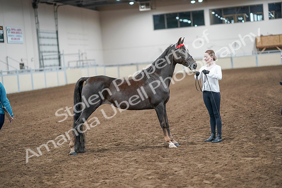 2020 - AB Morgan Horse - Sat, Sept 05 - 00634