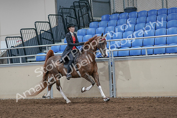 2020 - AB Morgan Horse - Fri, Sept 04 - 09861