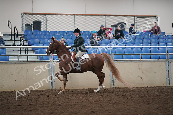 2019 Morgan Horse Show - Aug 31, 2019 - 13784