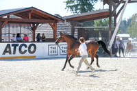079 - Arabian Gelding In-Hand