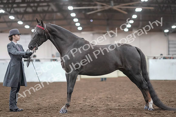 2019 Morgan Horse Show - Aug 31, 2019 - 01946