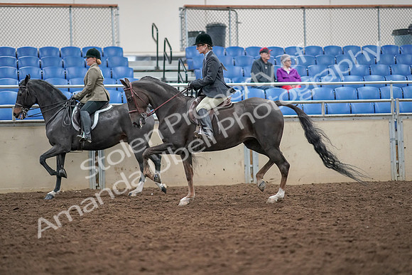 2019 Morgan Horse Show - Aug 30, 2019 - 20067