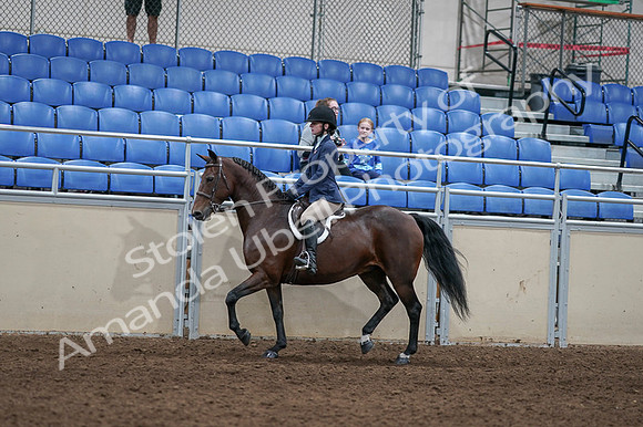 2020 - AB Morgan Horse - Fri, Sept 04 - 05886