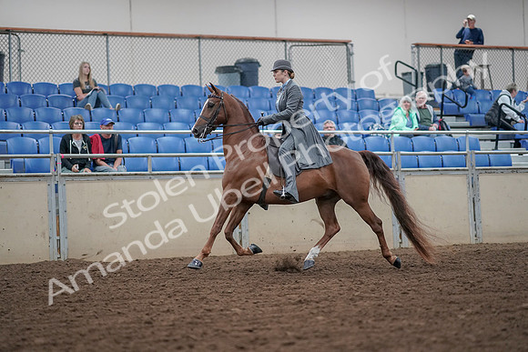 2019 Morgan Horse Show - Aug 30, 2019 - 15355