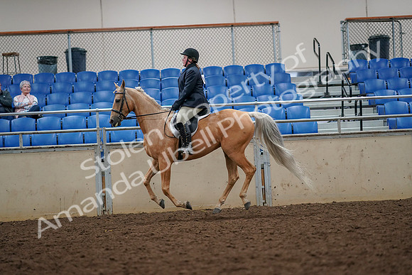 2019 Morgan Horse Show - Aug 30, 2019 - 22379