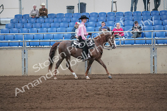 2019 Morgan Horse Show - Sept 01, 2019 - 07164