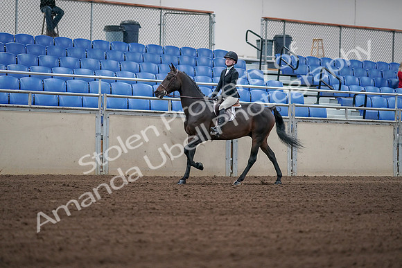 2019 Morgan Horse Show - Sept 01, 2019 - 03745