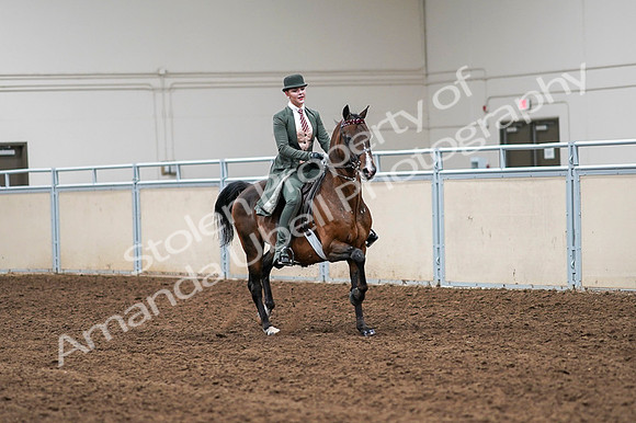 2020 - AB Morgan Horse - Fri, Sept 04 - 03403
