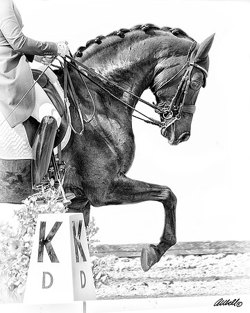 Sample - CA-ADA Dressage Show - June 02 - 00574