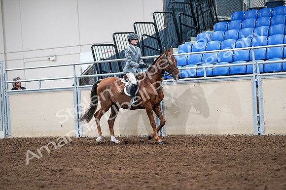 2020 - AB Morgan Horse - Fri, Sept 04 - 03094