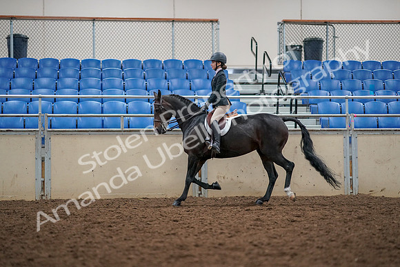 2019 Morgan Horse Show - Aug 30, 2019 - 23312