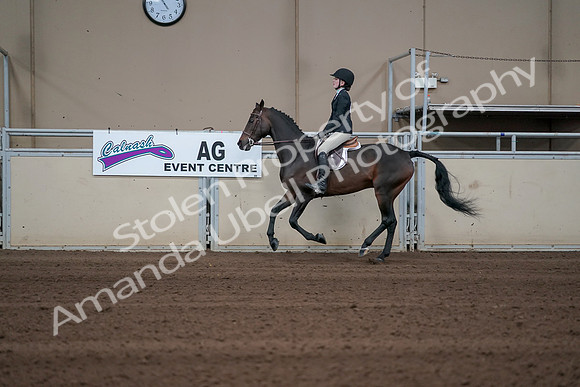2019 Morgan Horse Show - Sept 01, 2019 - 03780