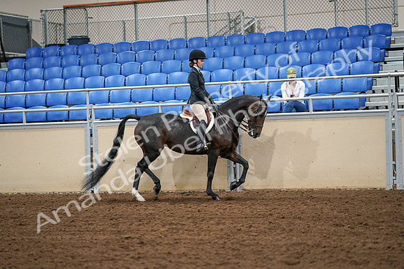 2020 - AB Morgan Horse - Fri, Sept 04 - 02151