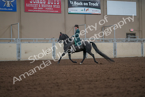 2019 Morgan Horse Show - Aug 30, 2019 - 15439