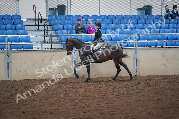 2019 Morgan Horse Show - Aug 30, 2019 - 20566