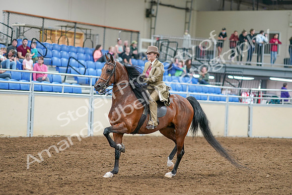 2020 - AB Morgan Horse - Sat, Sept 05 - 07950