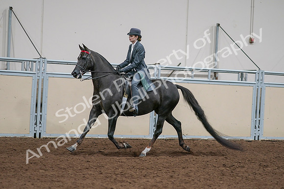2020 - AB Morgan Horse - Sat, Sept 05 - 13643